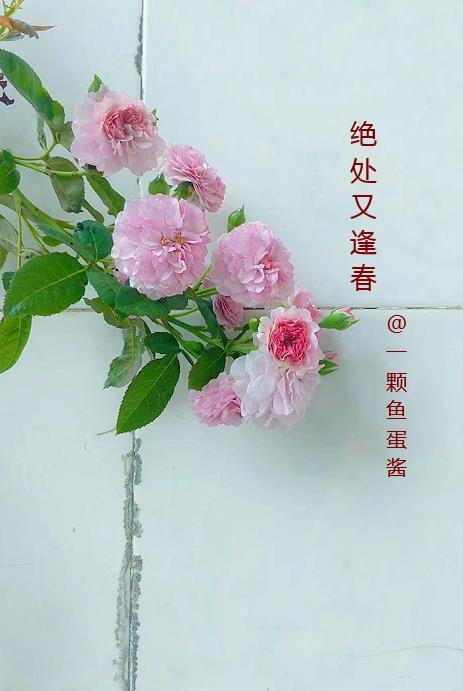 盘龙七片的主治功效